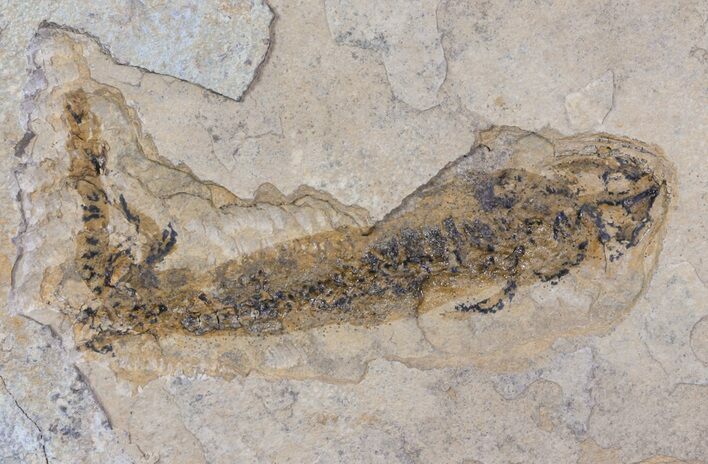 Permian Branchiosaur (Amphibian) Fossil - Germany #63601